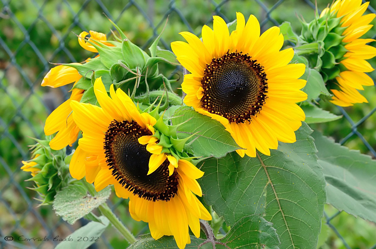 Sunflowers