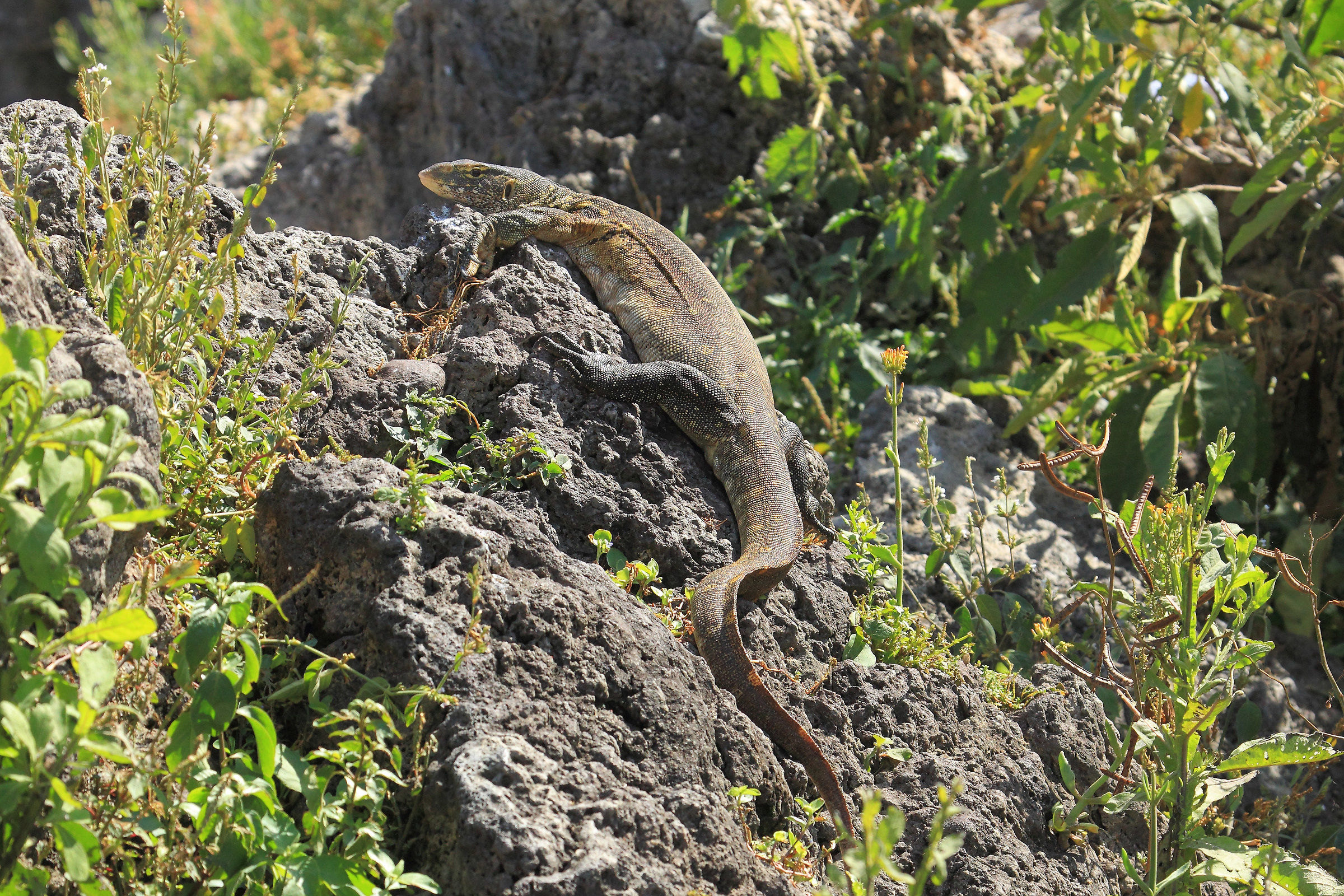 Varano del Nilo - Lago Awasa
