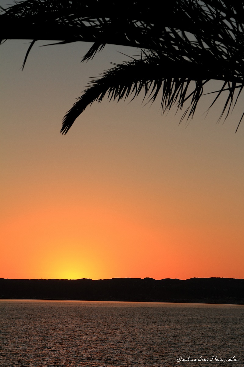 Palma al tramonto