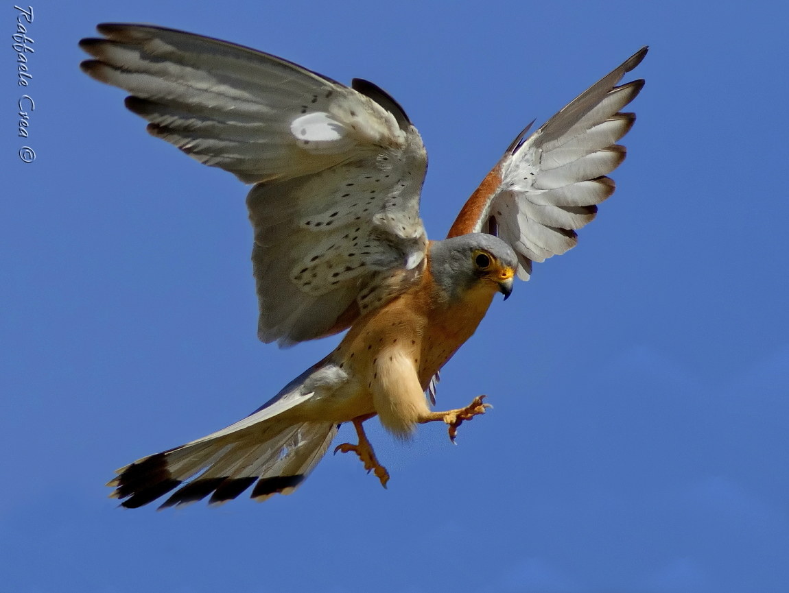 Male lesser kestrel