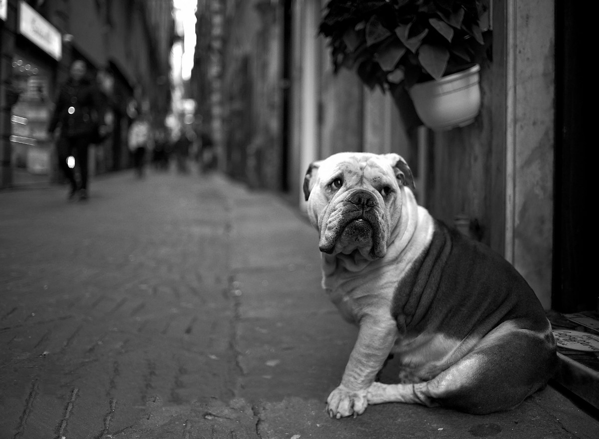 Un omaggio a questo simpaticone