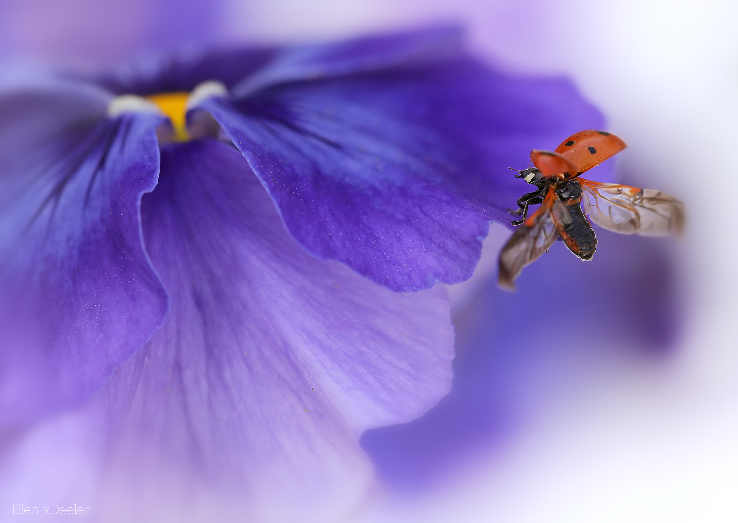 Ladybird almost flying...