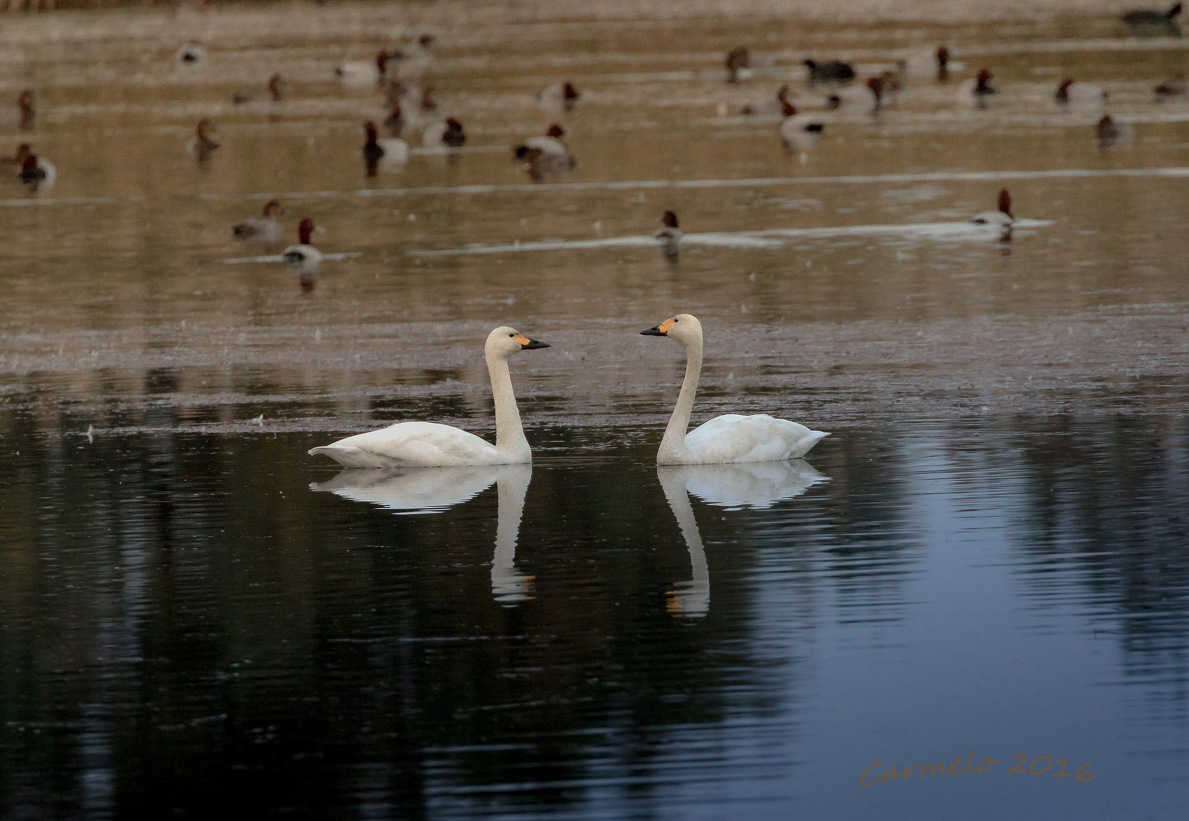minor swans