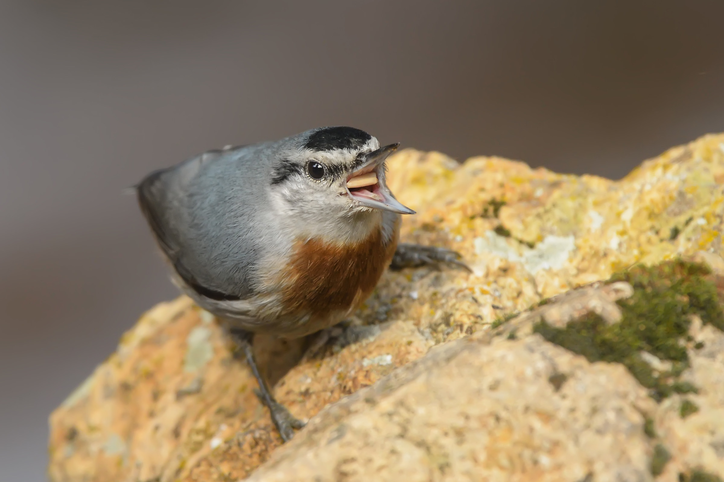 Krüper`s Nuthatch - Sitta krueperi