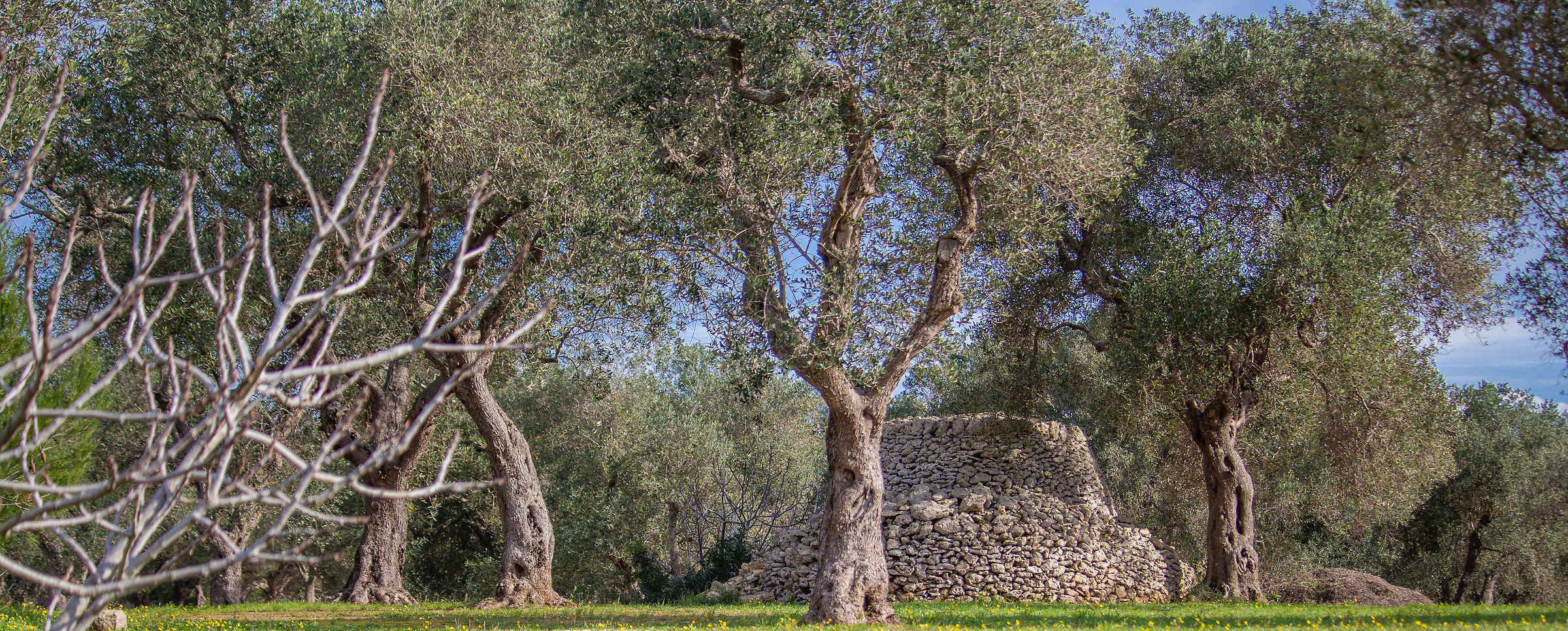 The trullo among the olive trees