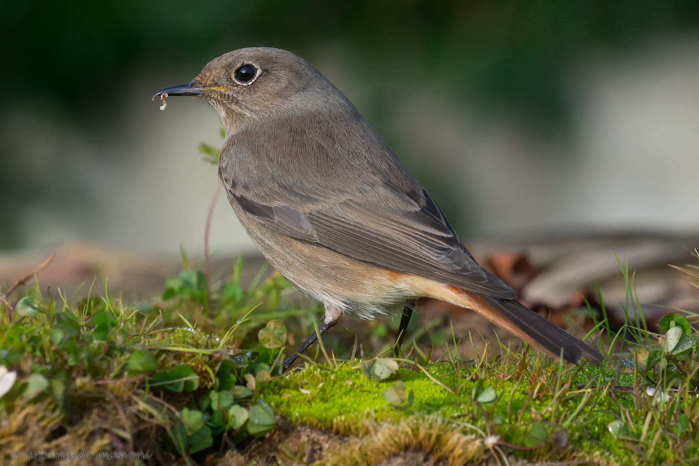 Redstart with macro