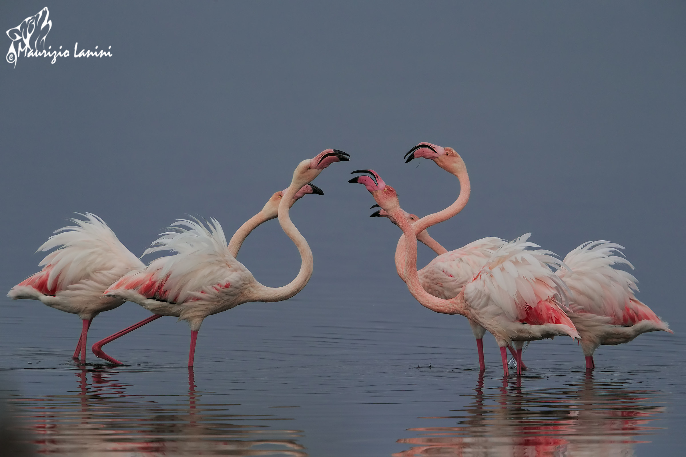 Disputes between flamingos (hd)