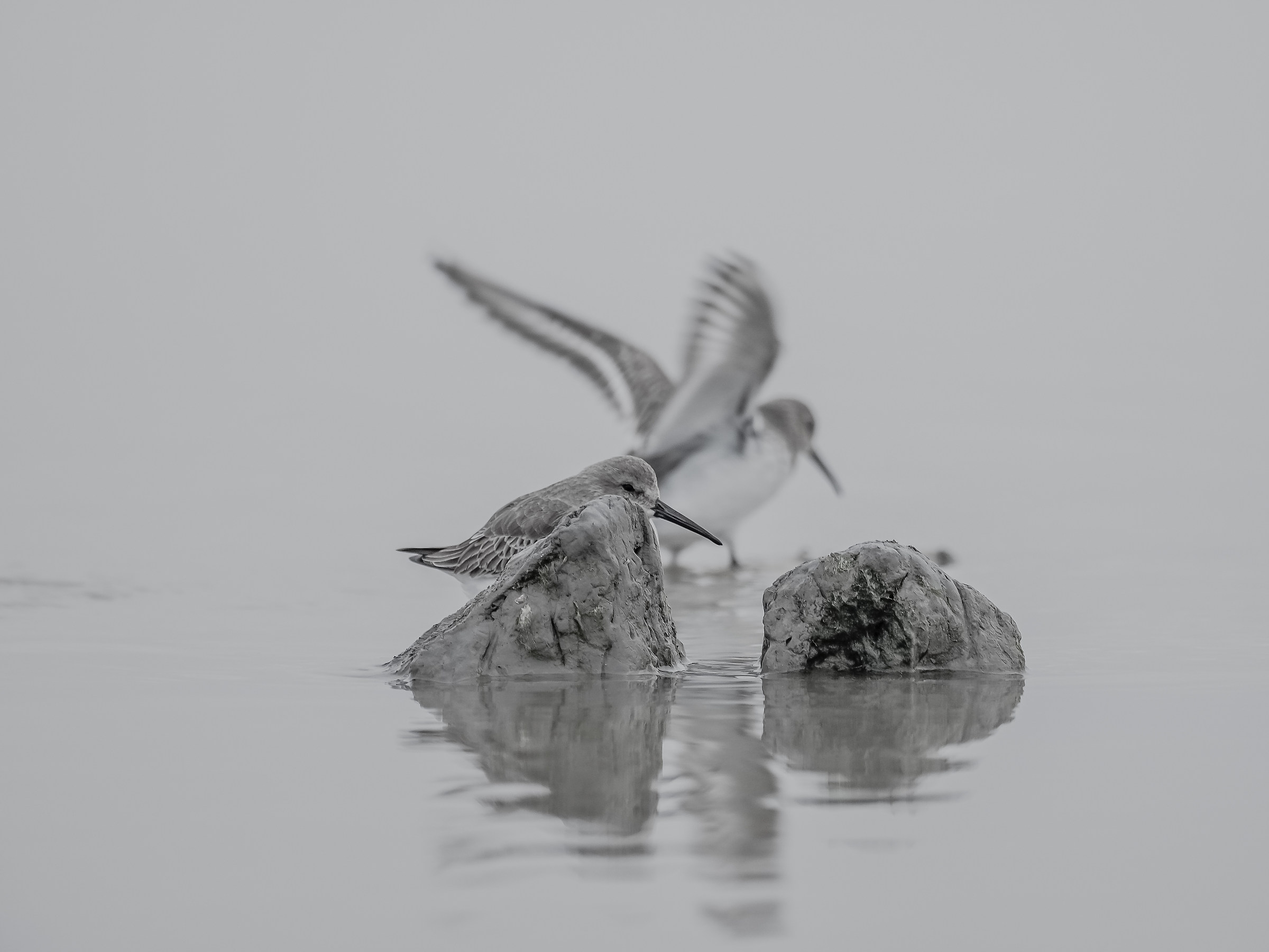 sandpipers in higt key