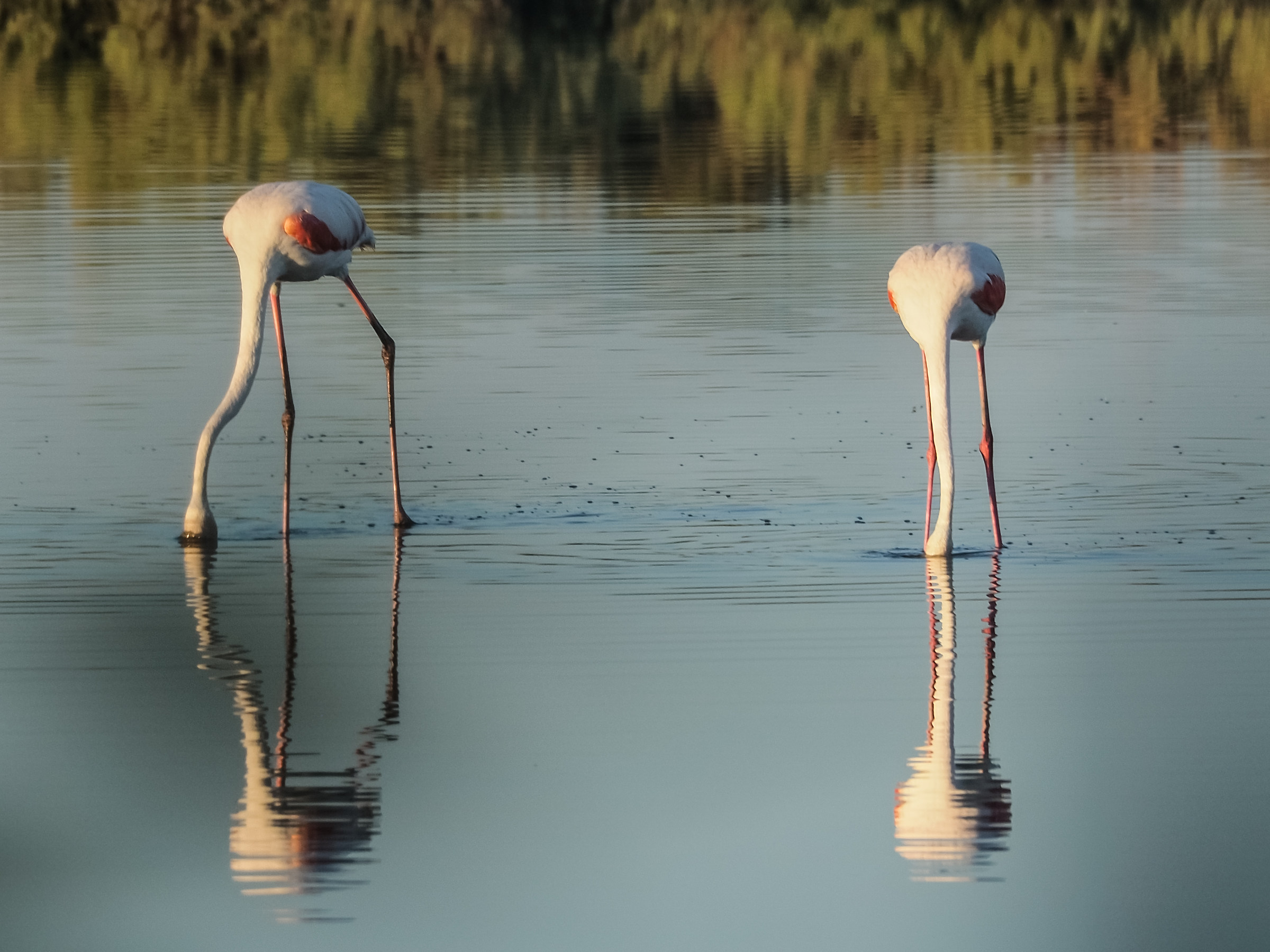 flamingos in comacchio