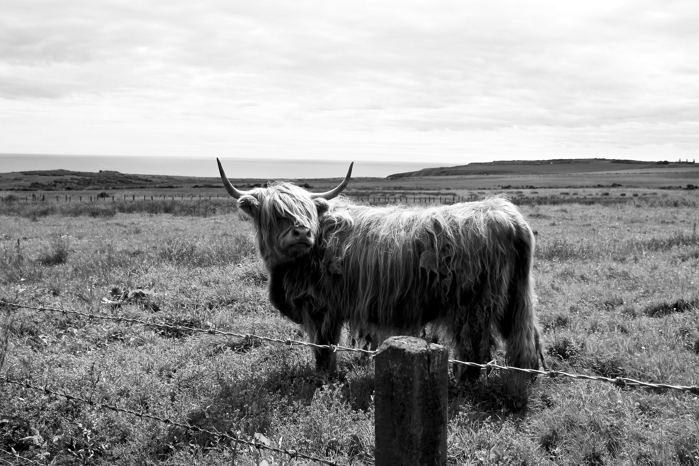 Bovino delle Highlands