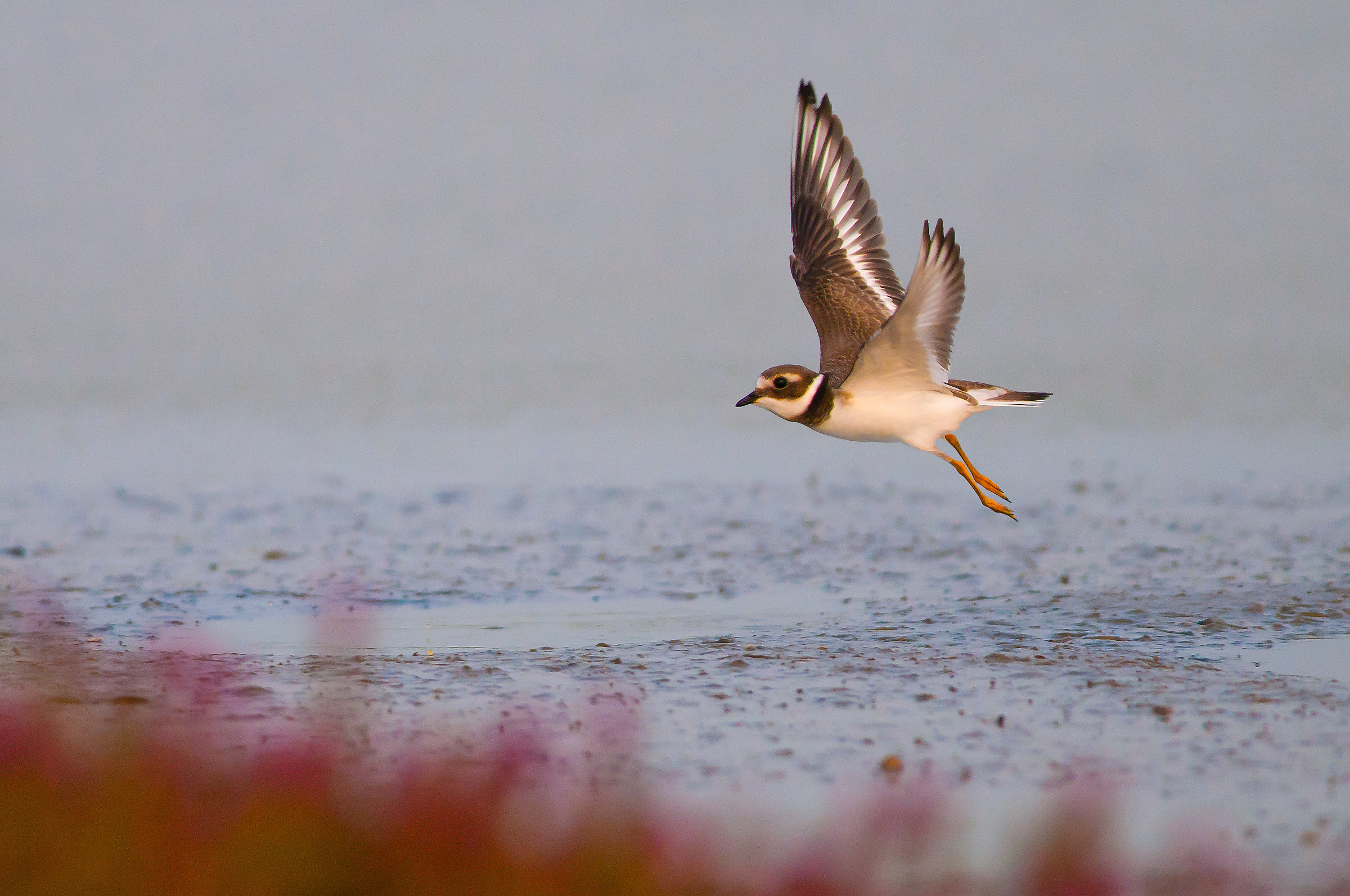 Ringed Plover