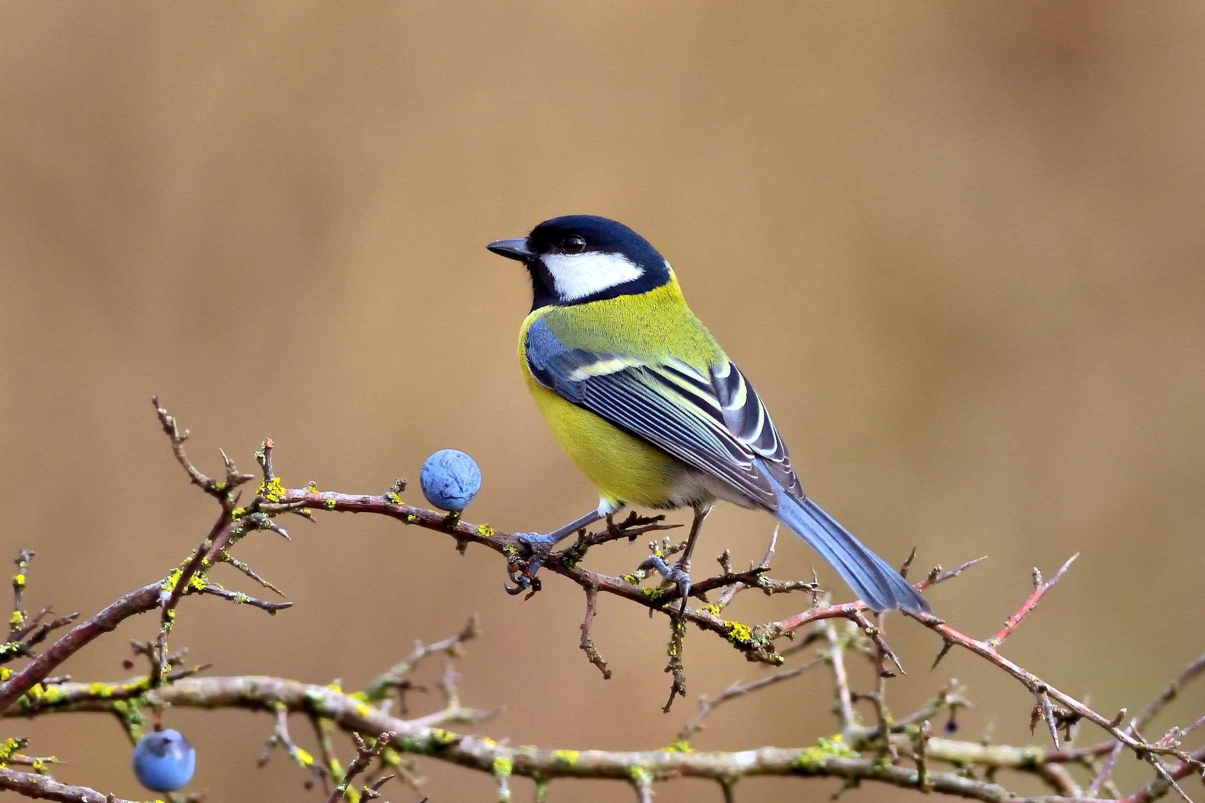 Cinciallegra (Parus major)