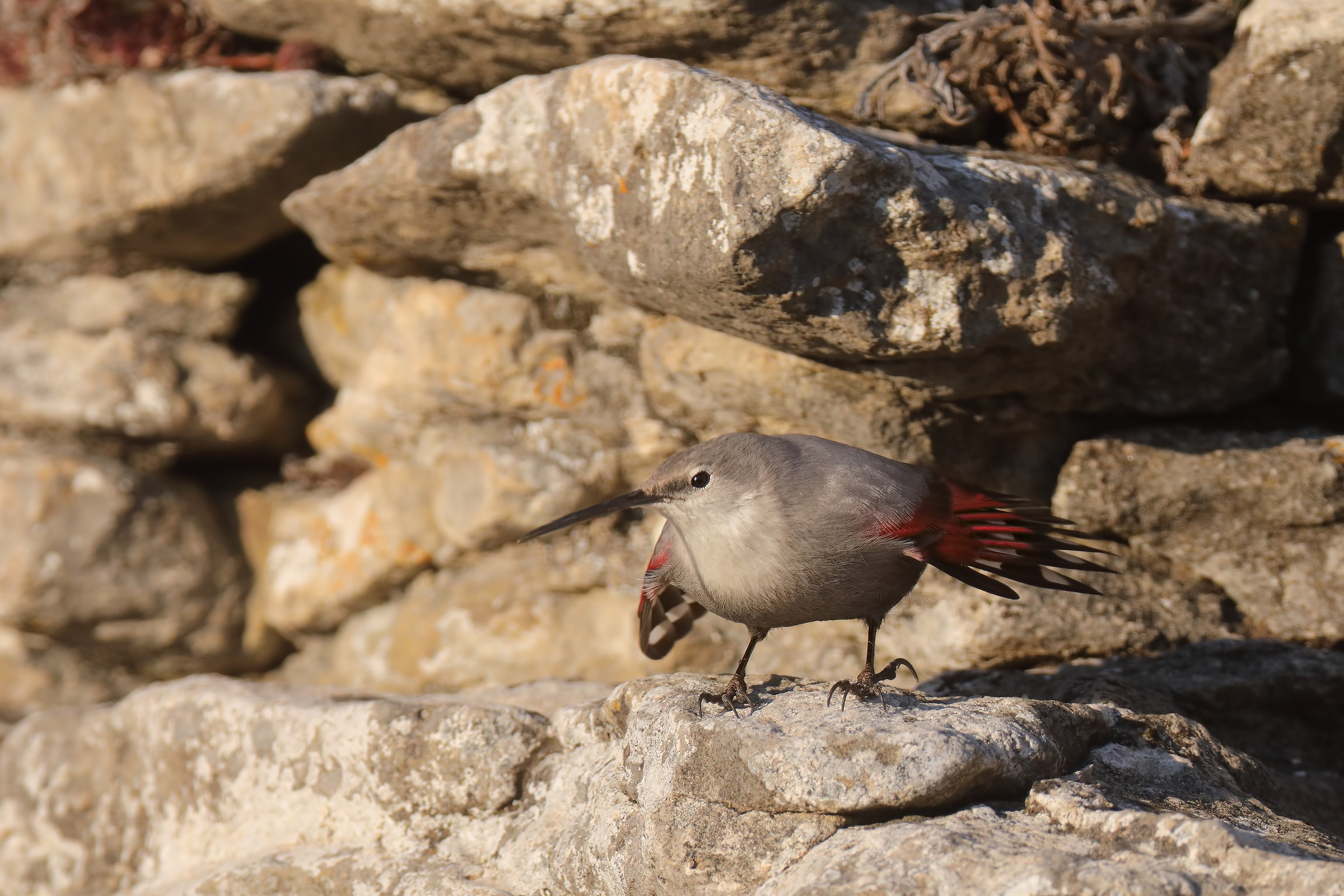 wallcreeper