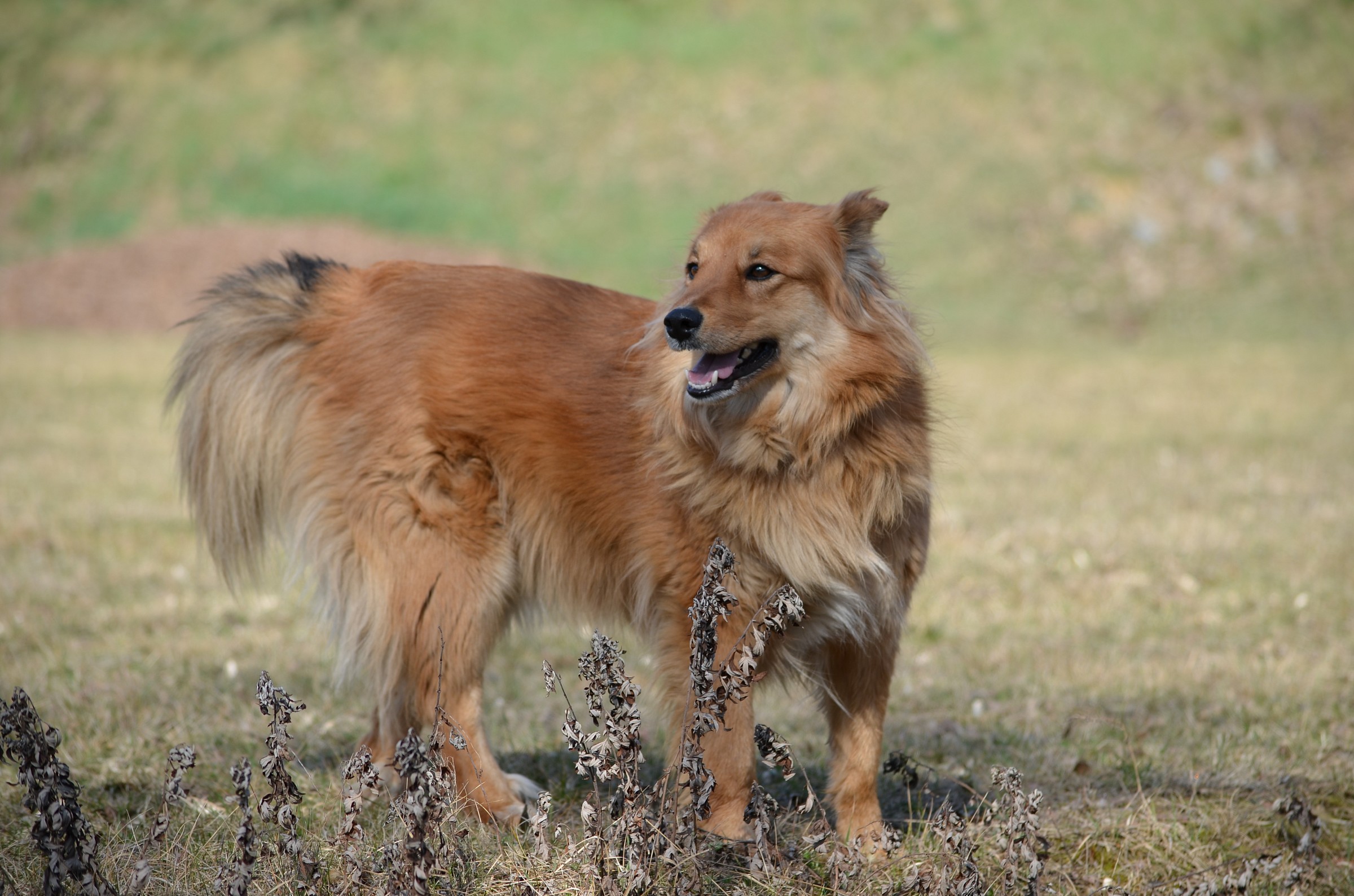 Laika, my companion in trips to the mountains