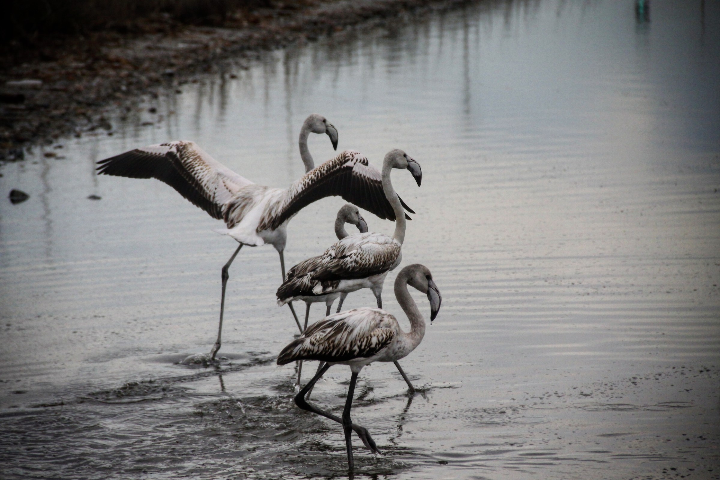 Natural Park Molentargius