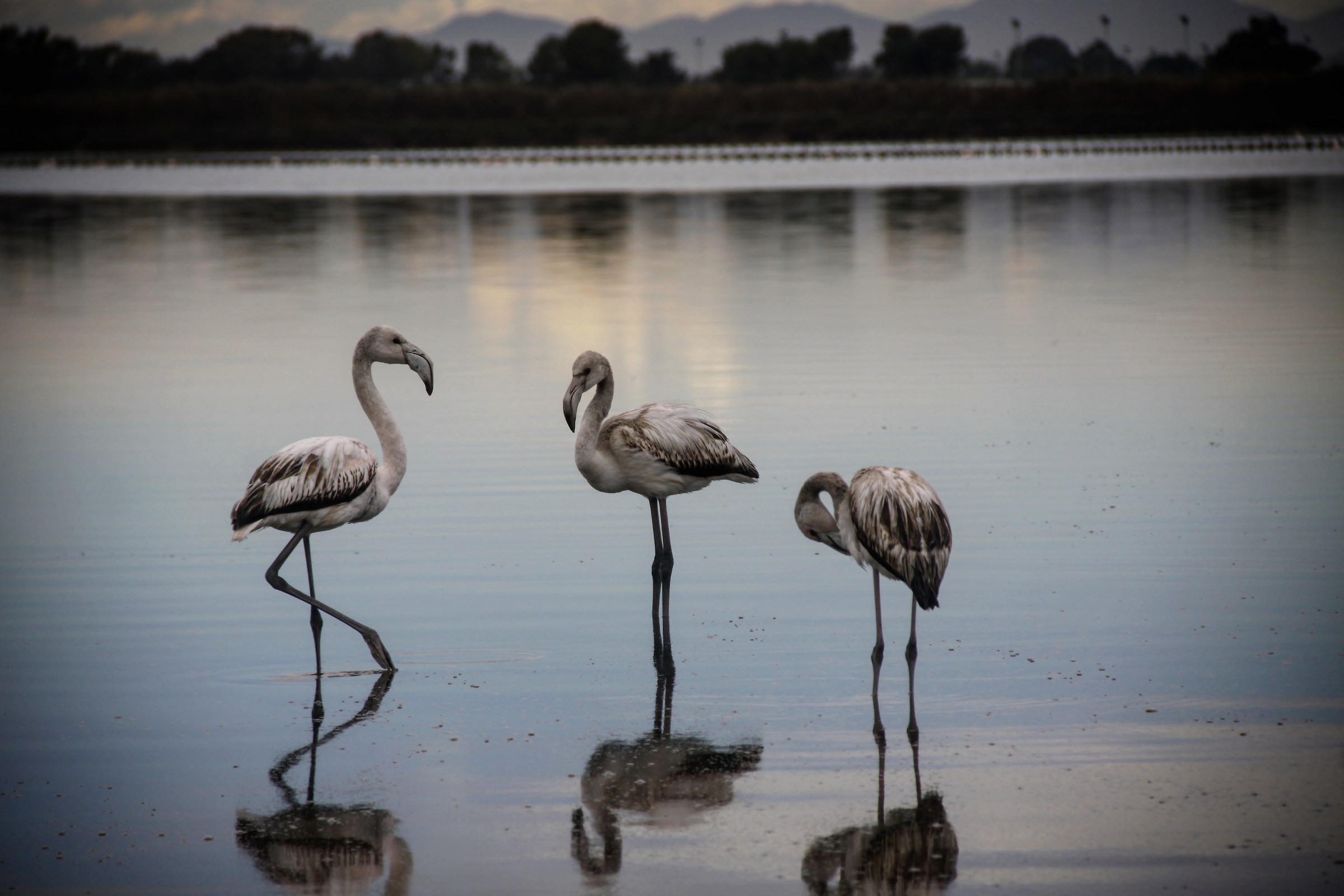 Natural Park Molentargius