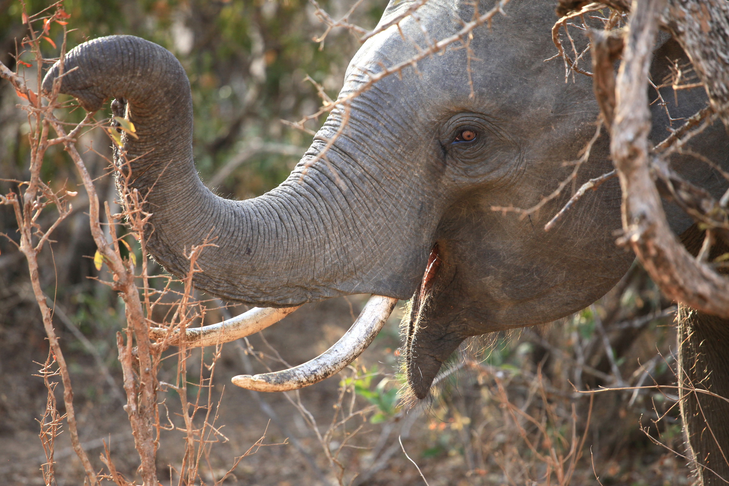 Giovane Elefante, Sri Lanka - Riserva naturale Yala