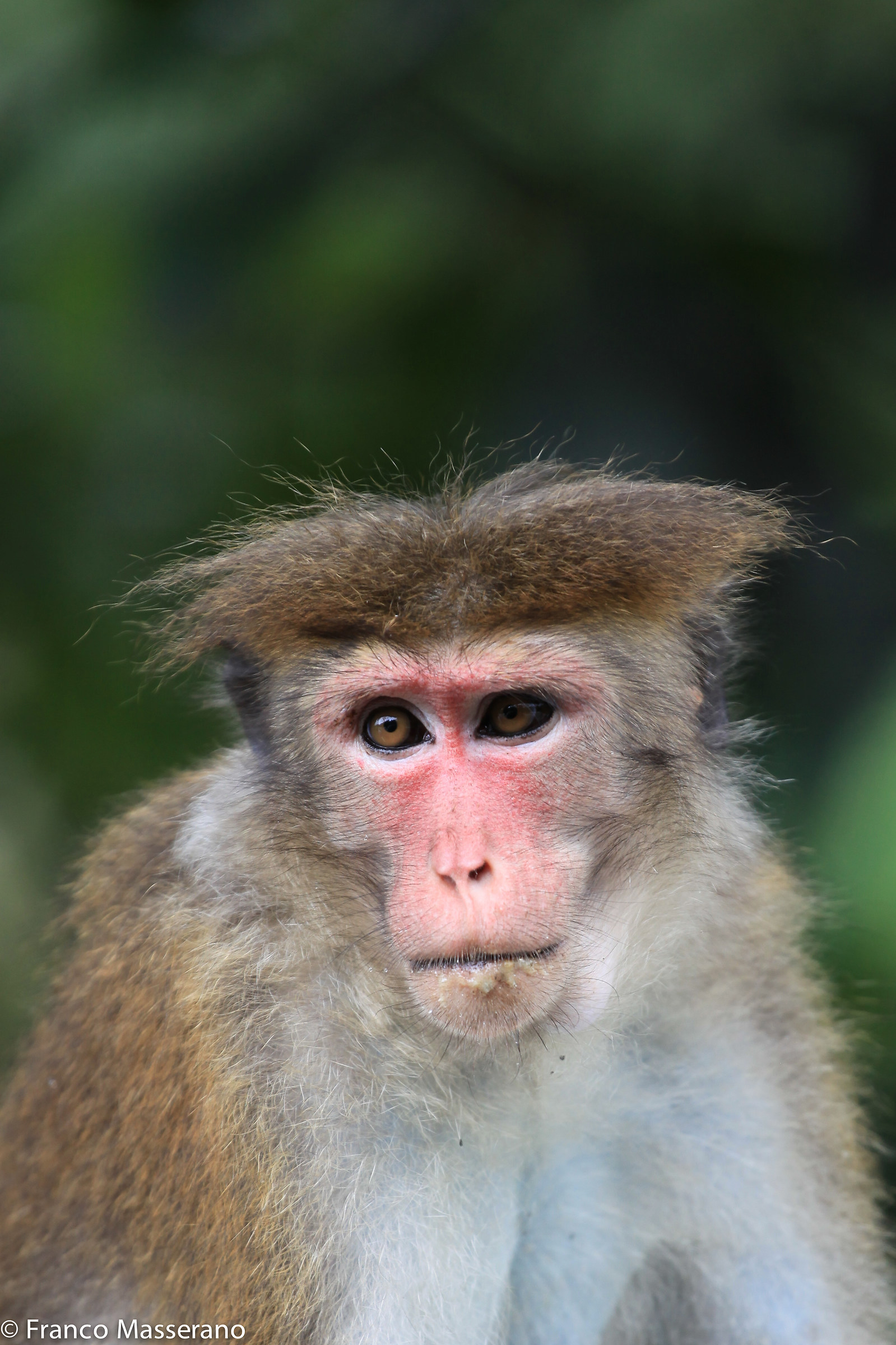 Macaco Toque, Sri Lanka
