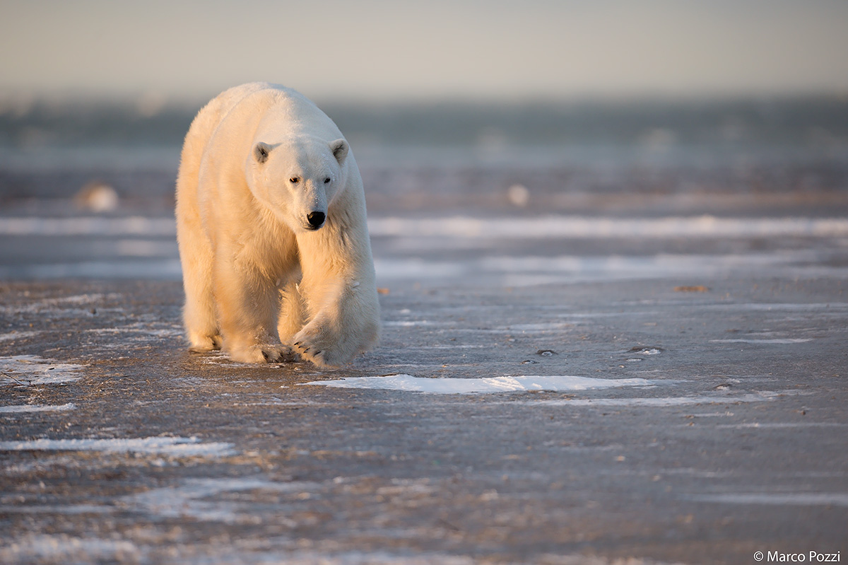 Camminando al tramonto