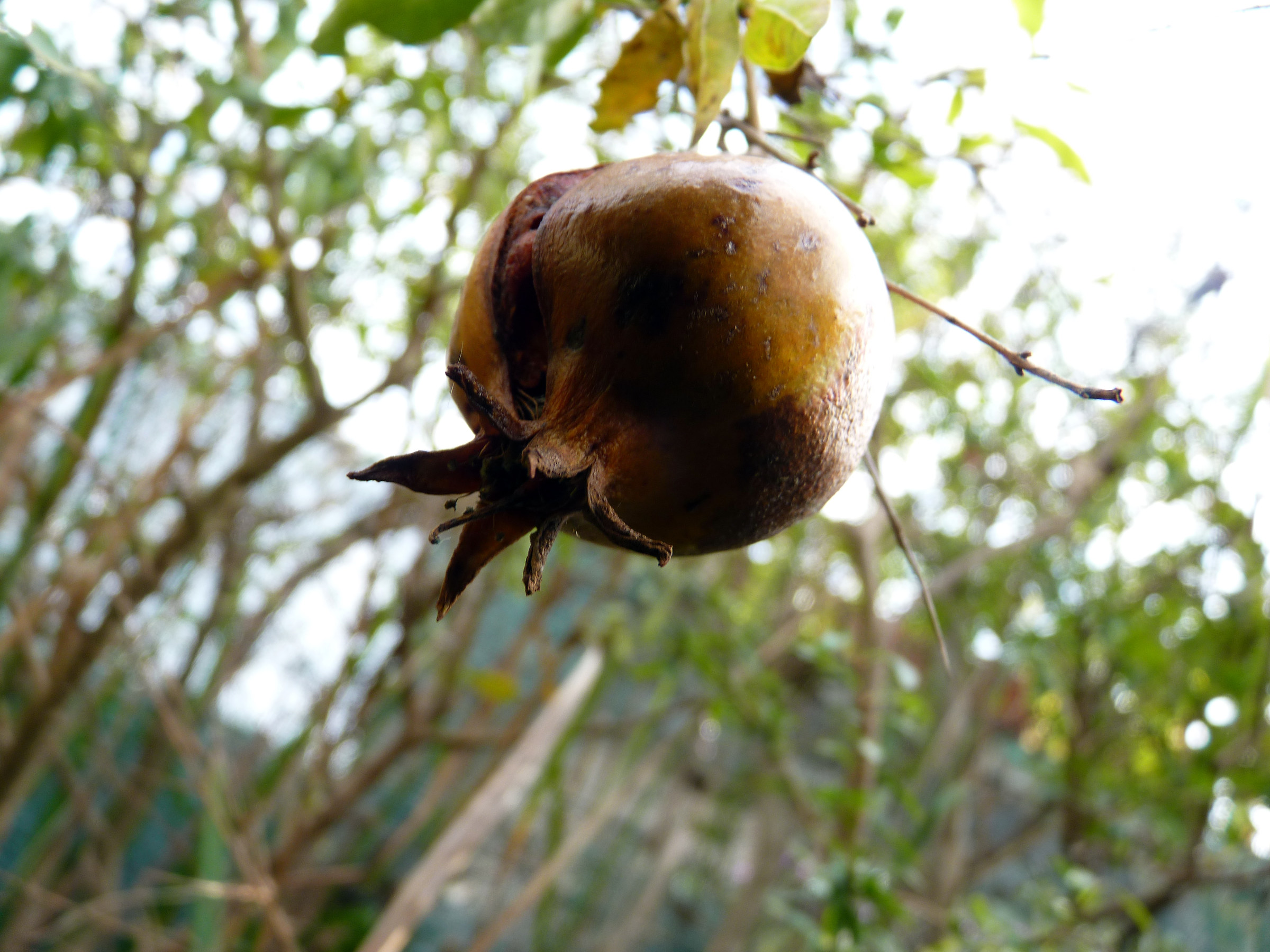 From pomegranate shrub
