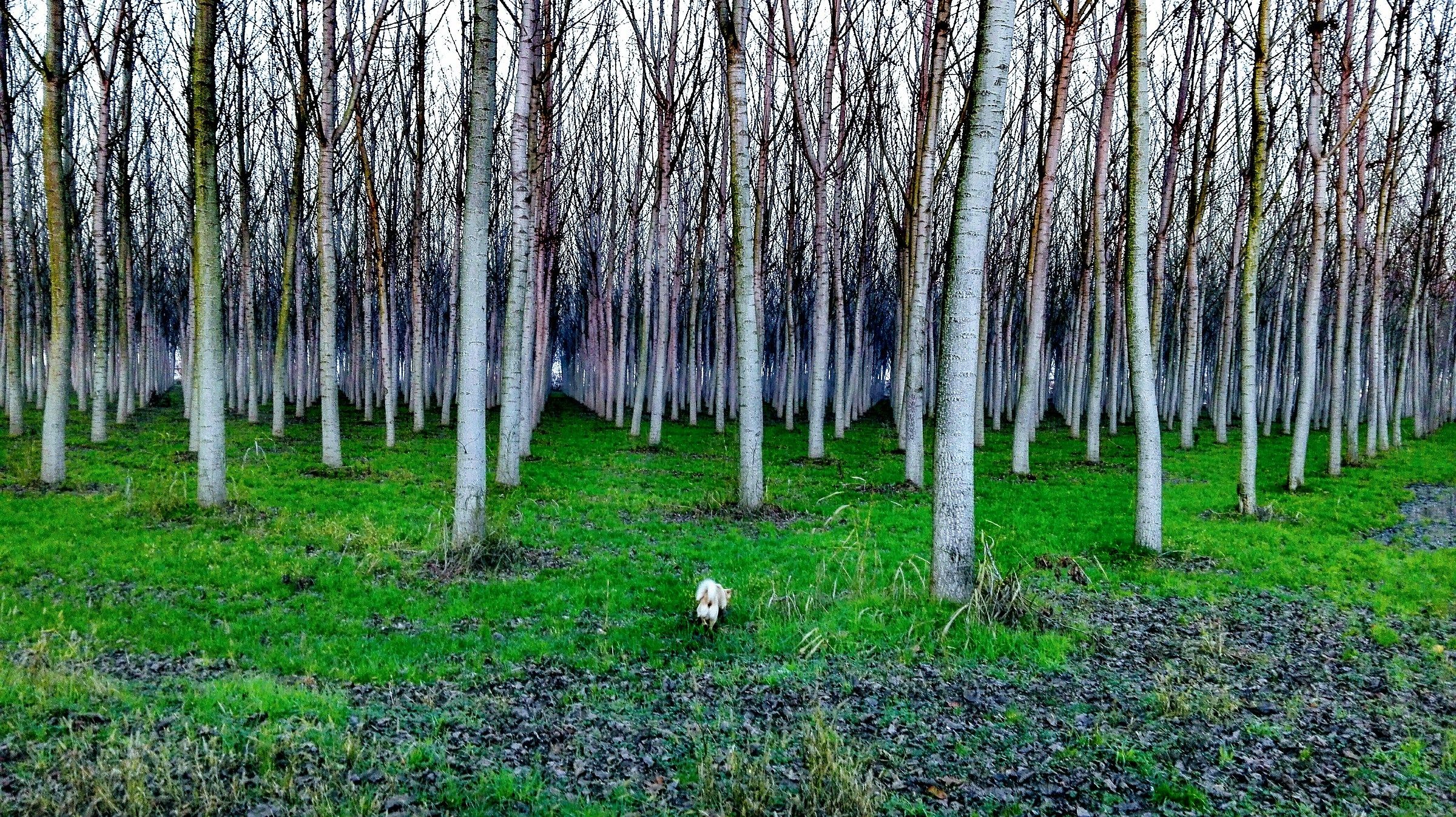 ...il bosco irreale.....