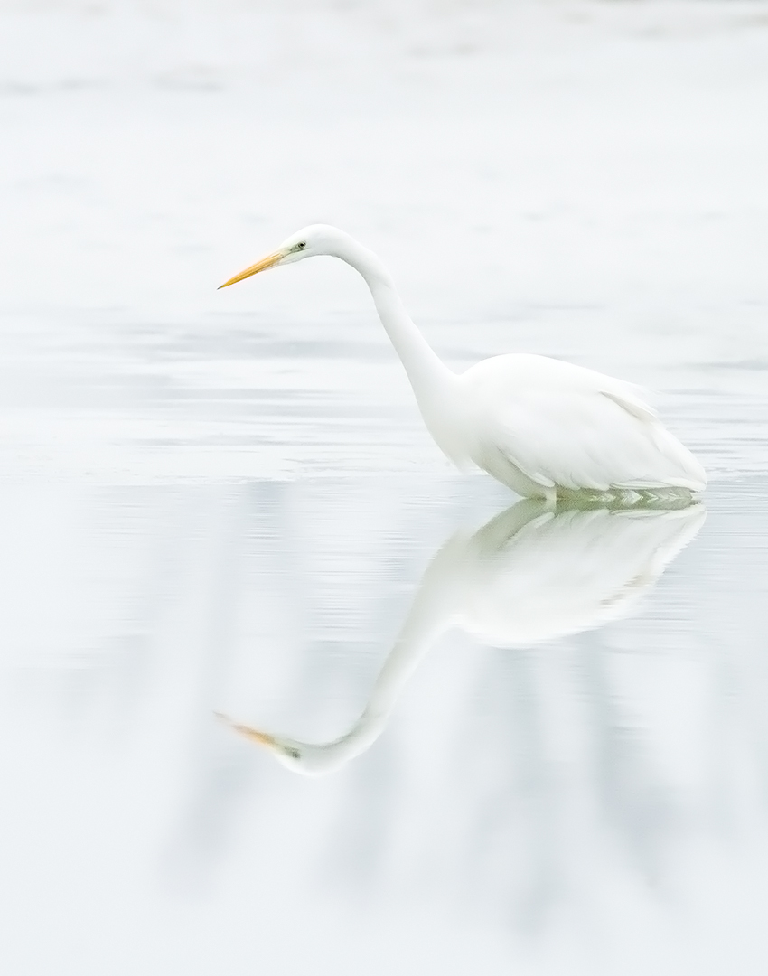 Great Egret