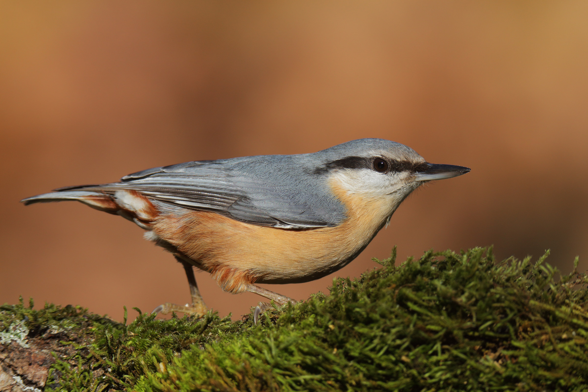 nuthatch