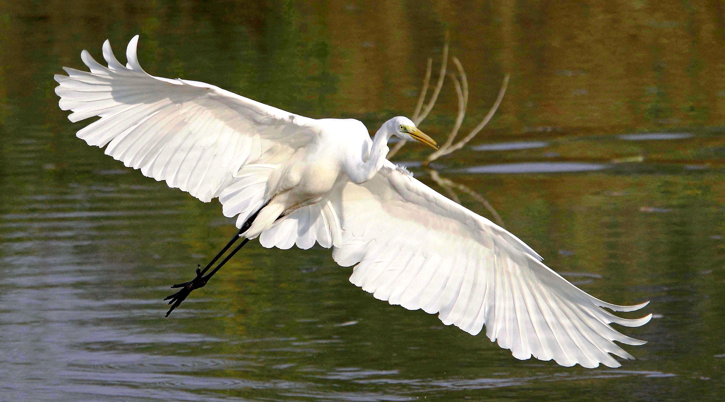 Ad ali spiegate-volo di airone bianco maggiore