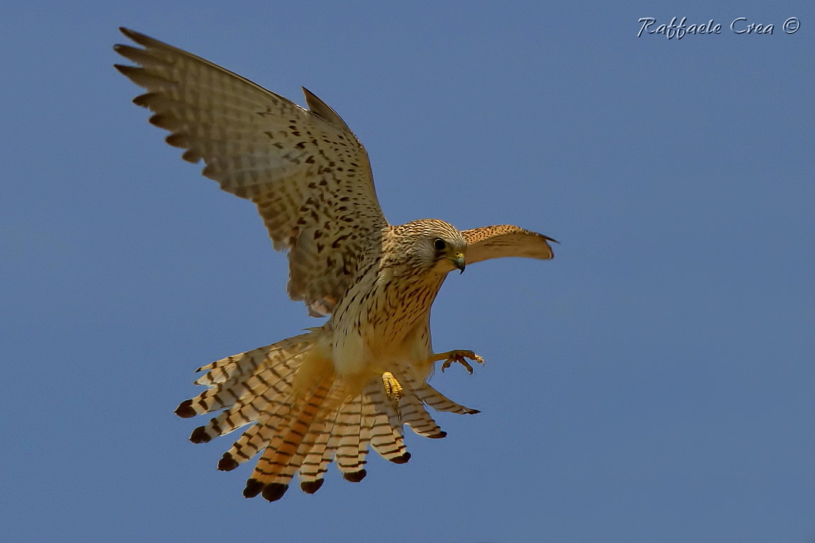 Female lesser kestrel
