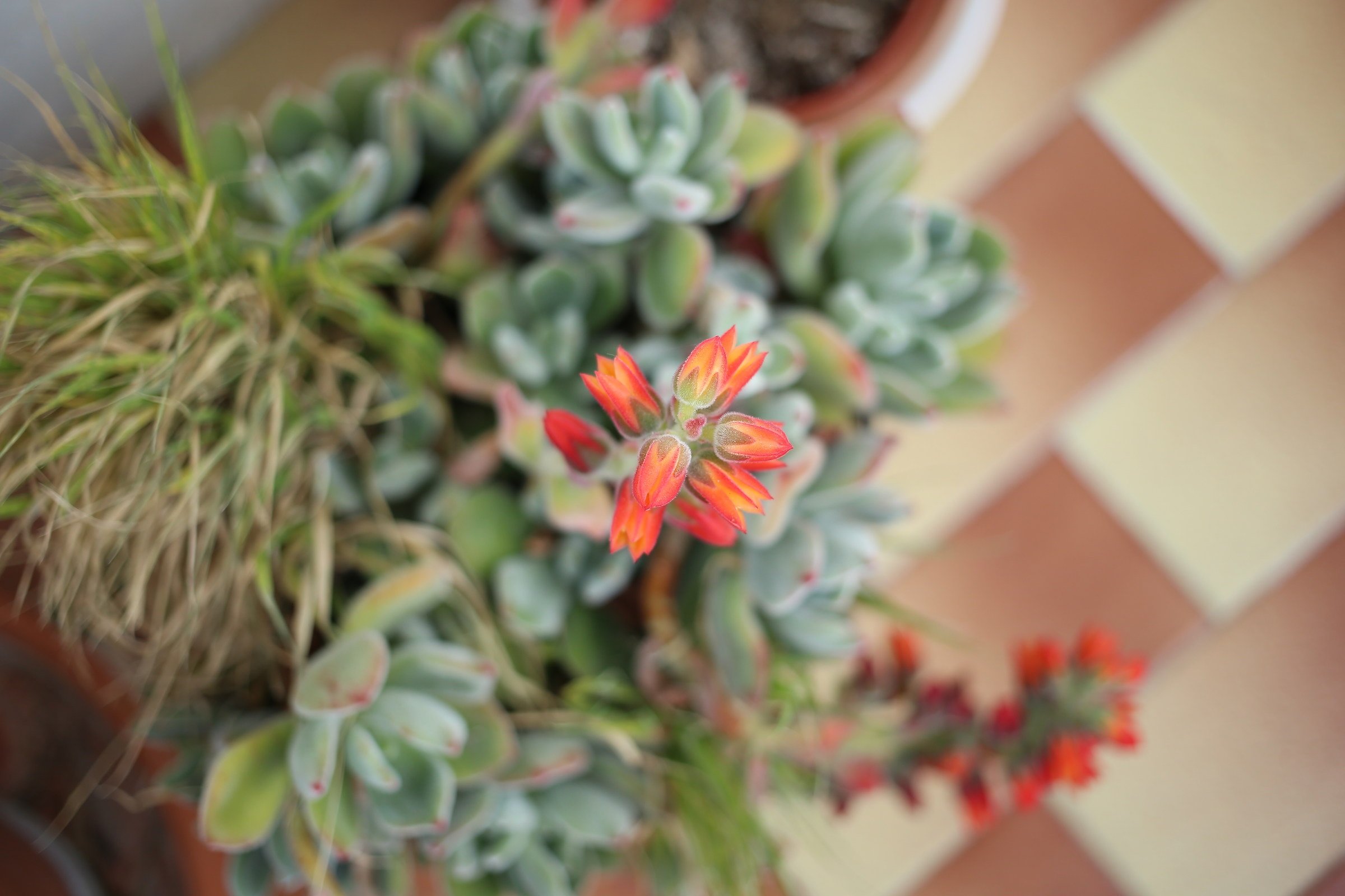 Sooner or later I will learn the names of flowers ... But no...