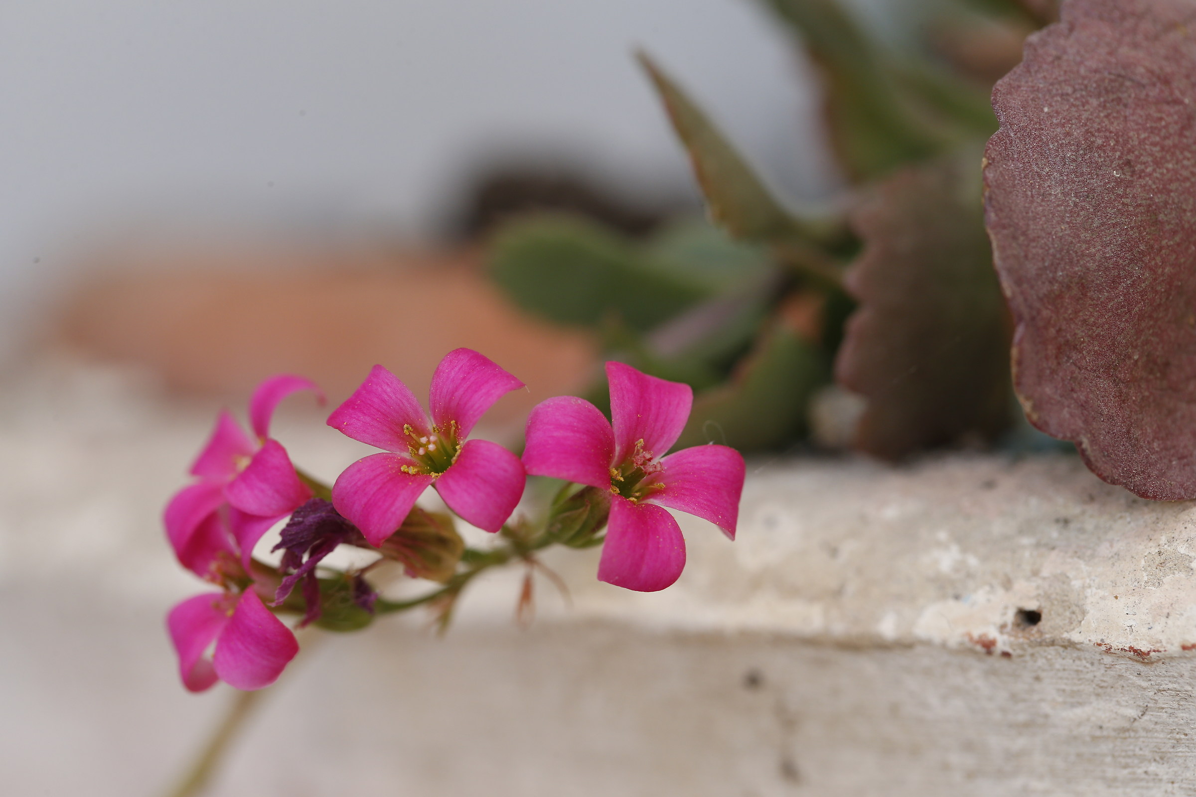 Flower ... Anonymous