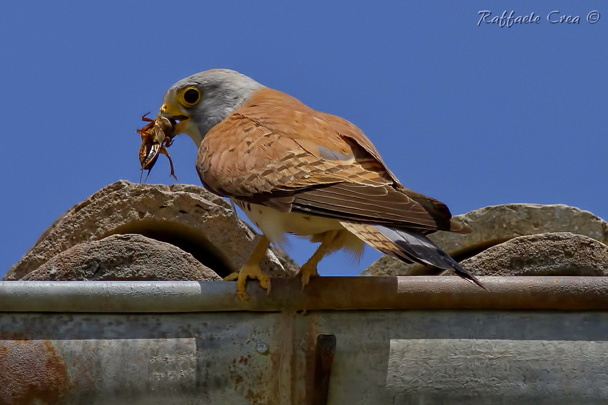Lesser kestrel Male with mole cricket