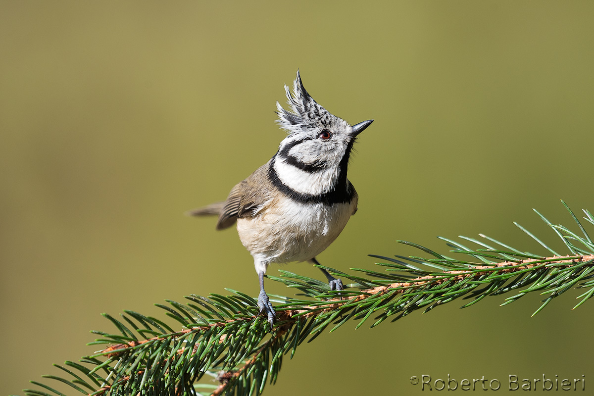 Cincia dal Ciuffo.....in Engadina Parmense