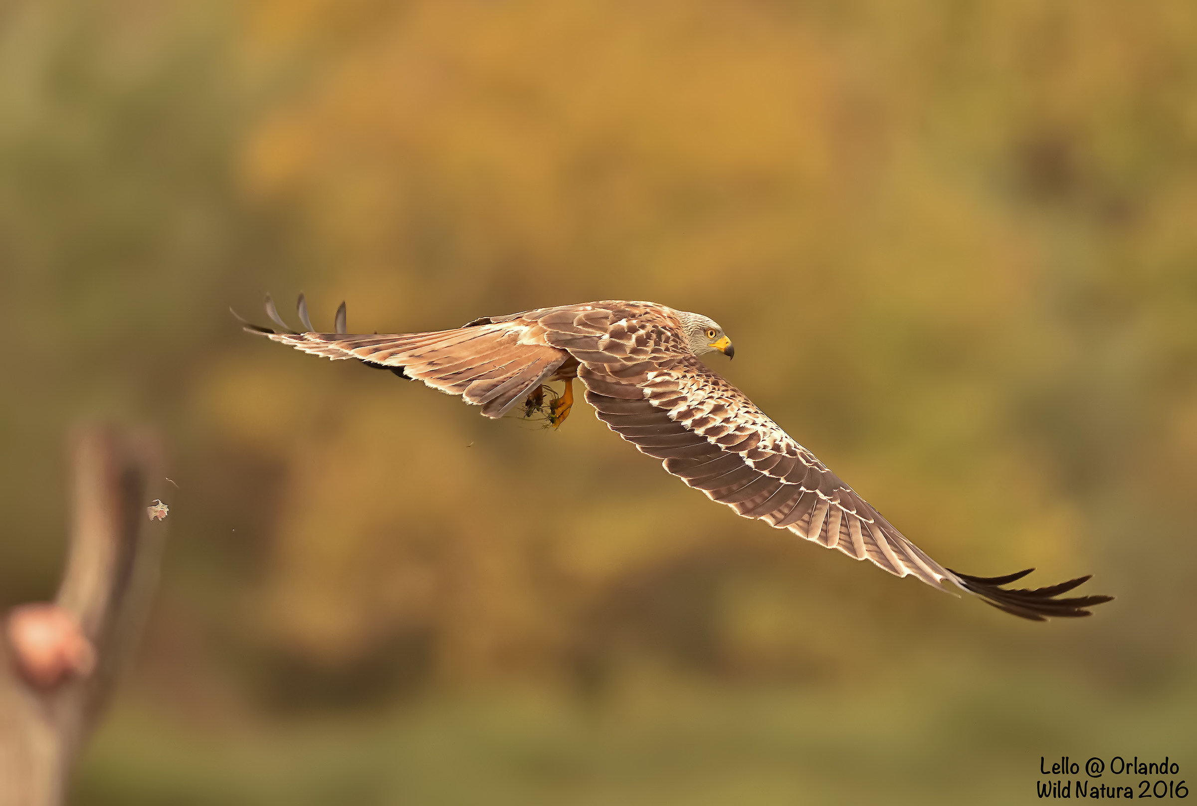 Kite in Autumn !!! Who flees ...