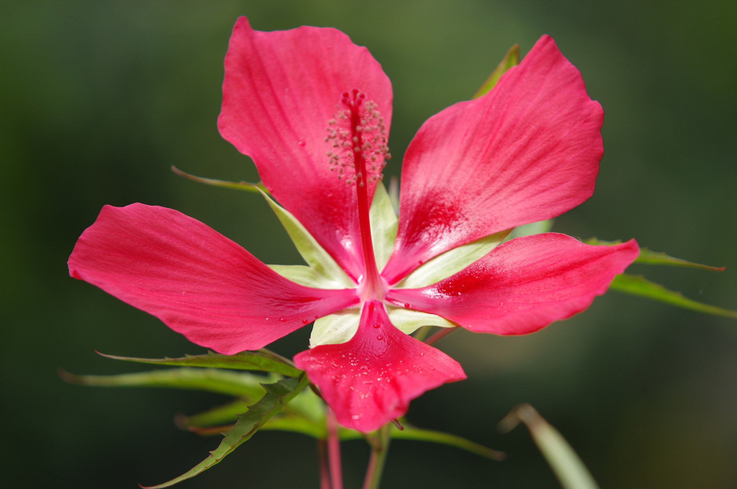 Hibiscus Coccineus fiore