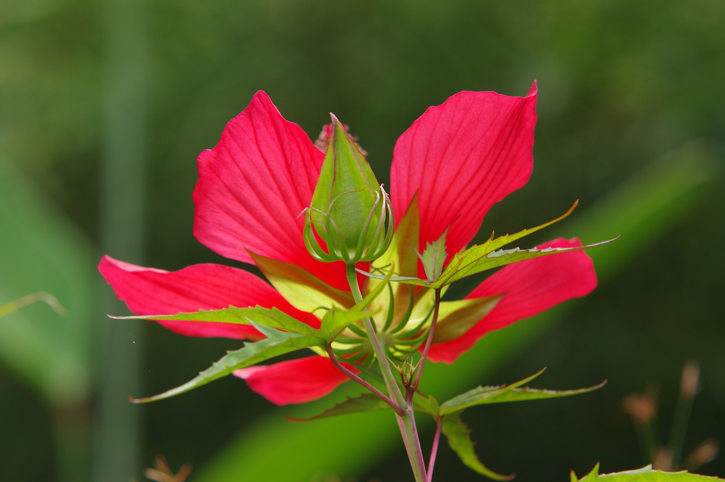 Hibiscus Coccineus retro fiore