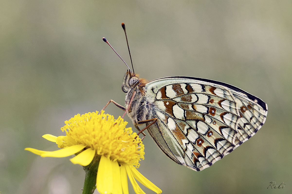Farfalla al fresco sui monti orobici