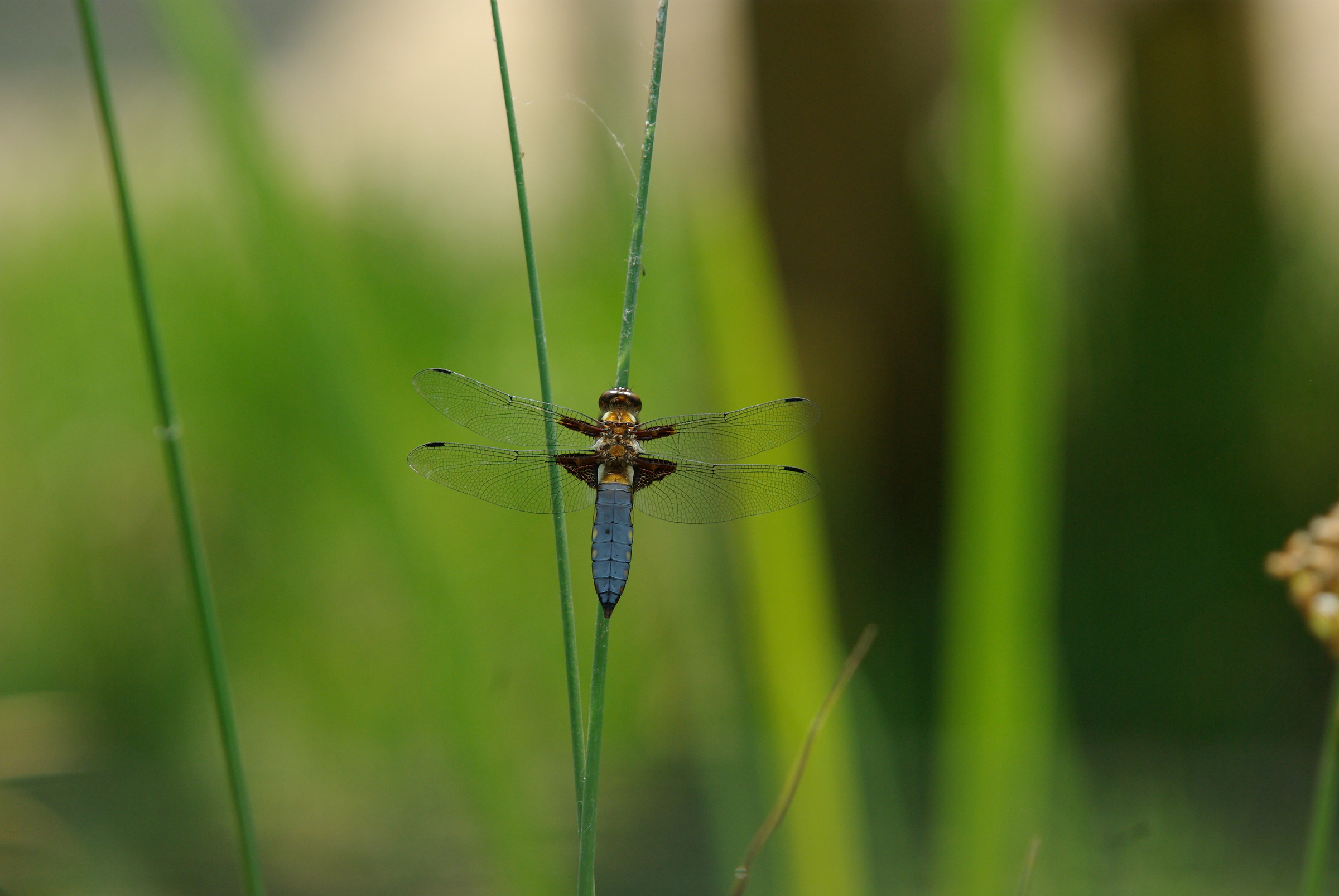 Depressed dragonfly - male -
