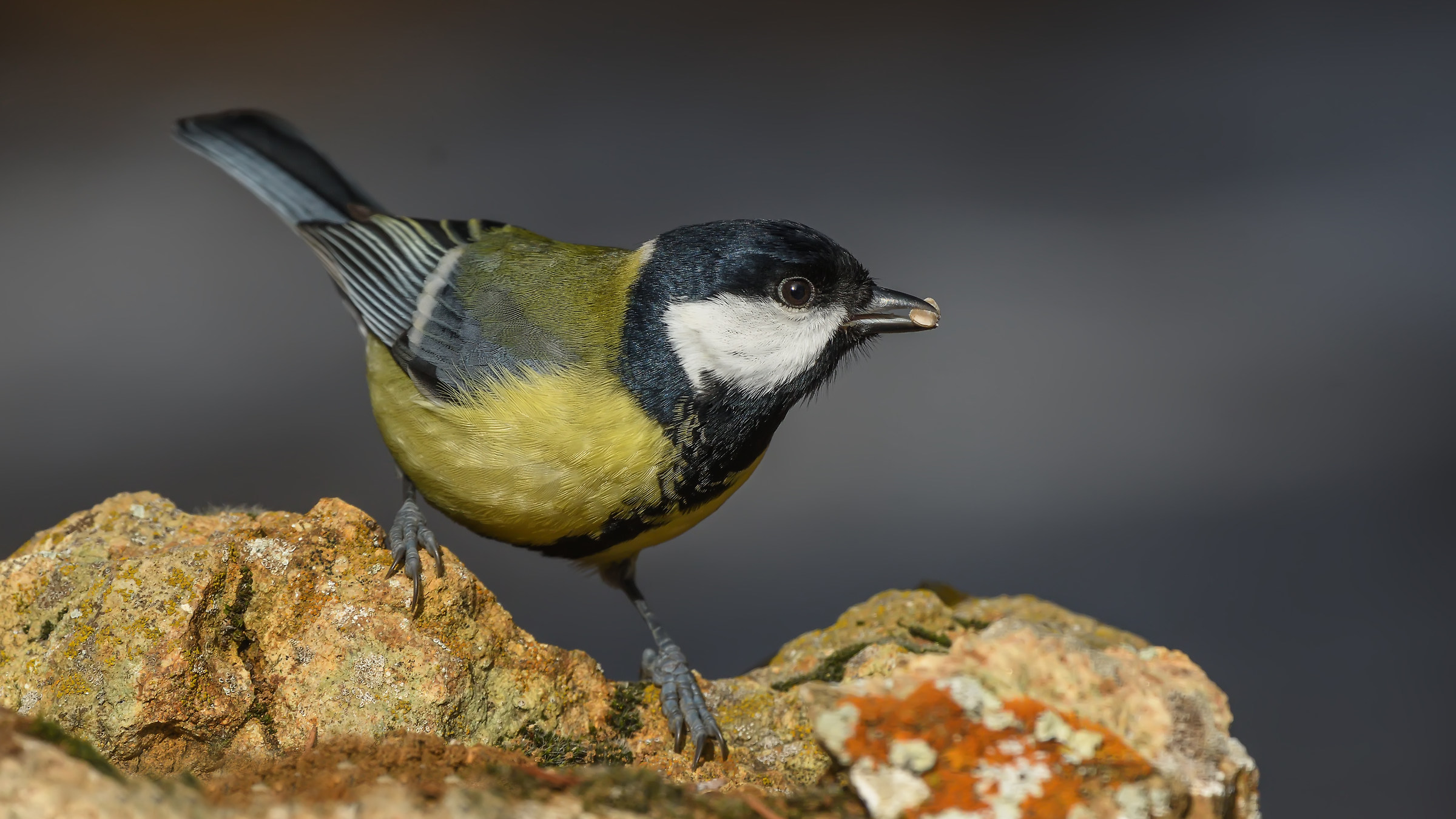 Parus major » Great tit