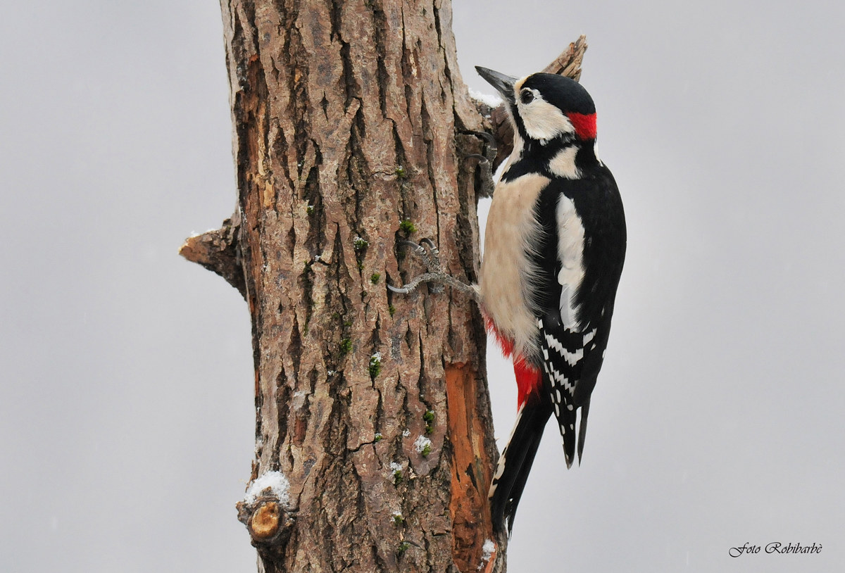 Rosso maggiore... maschio...