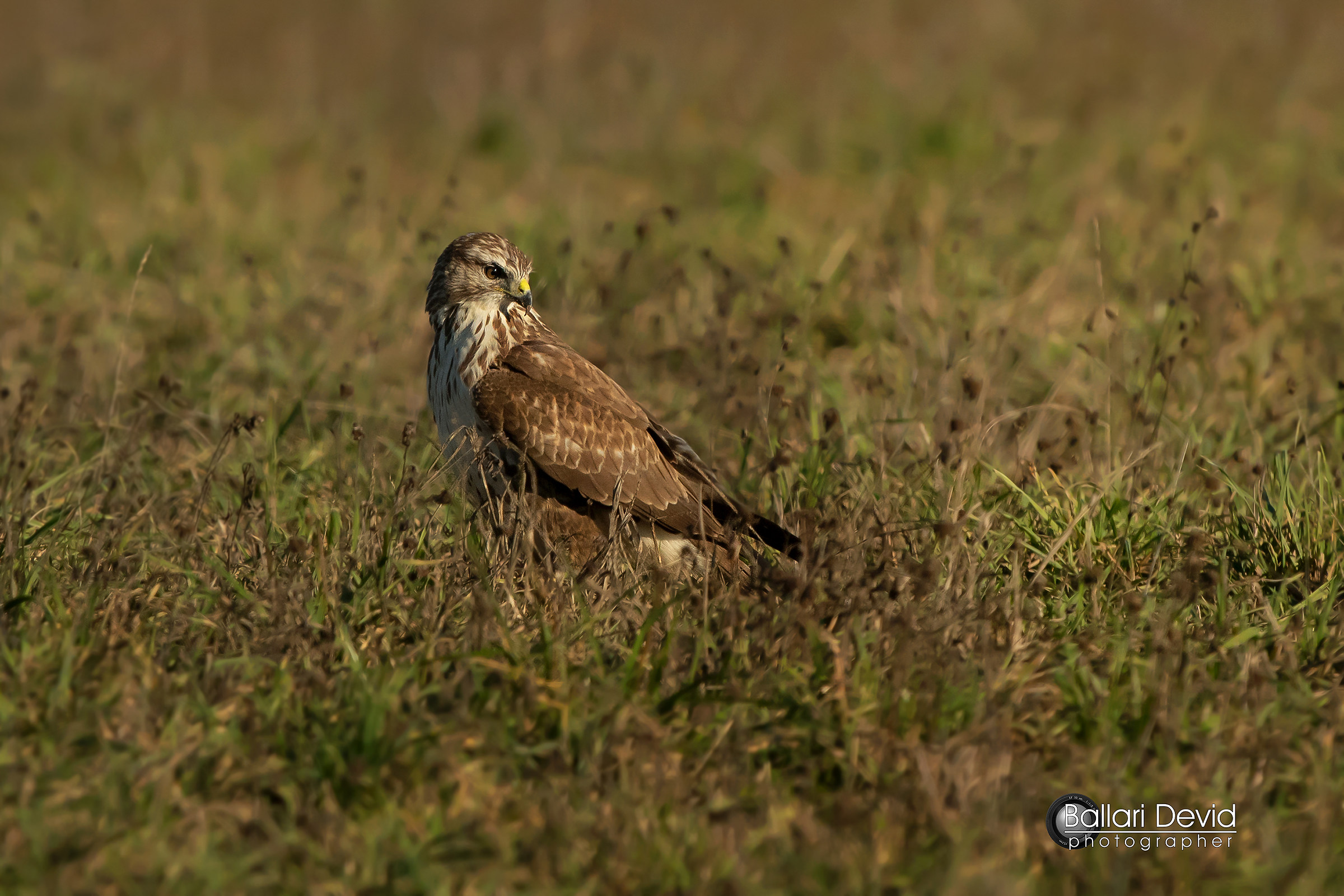 buzzard