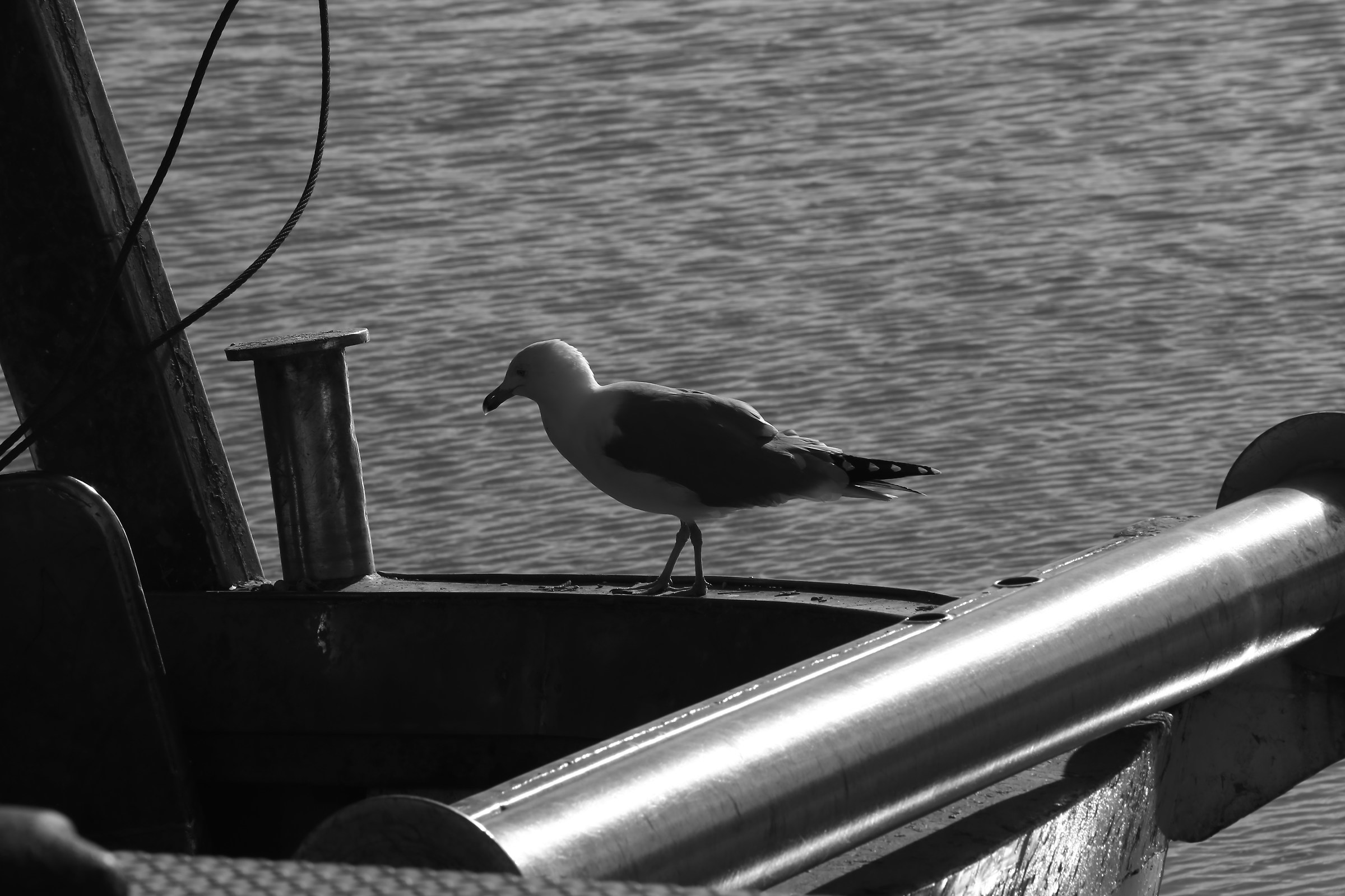 Jonathan Livingston termolese.