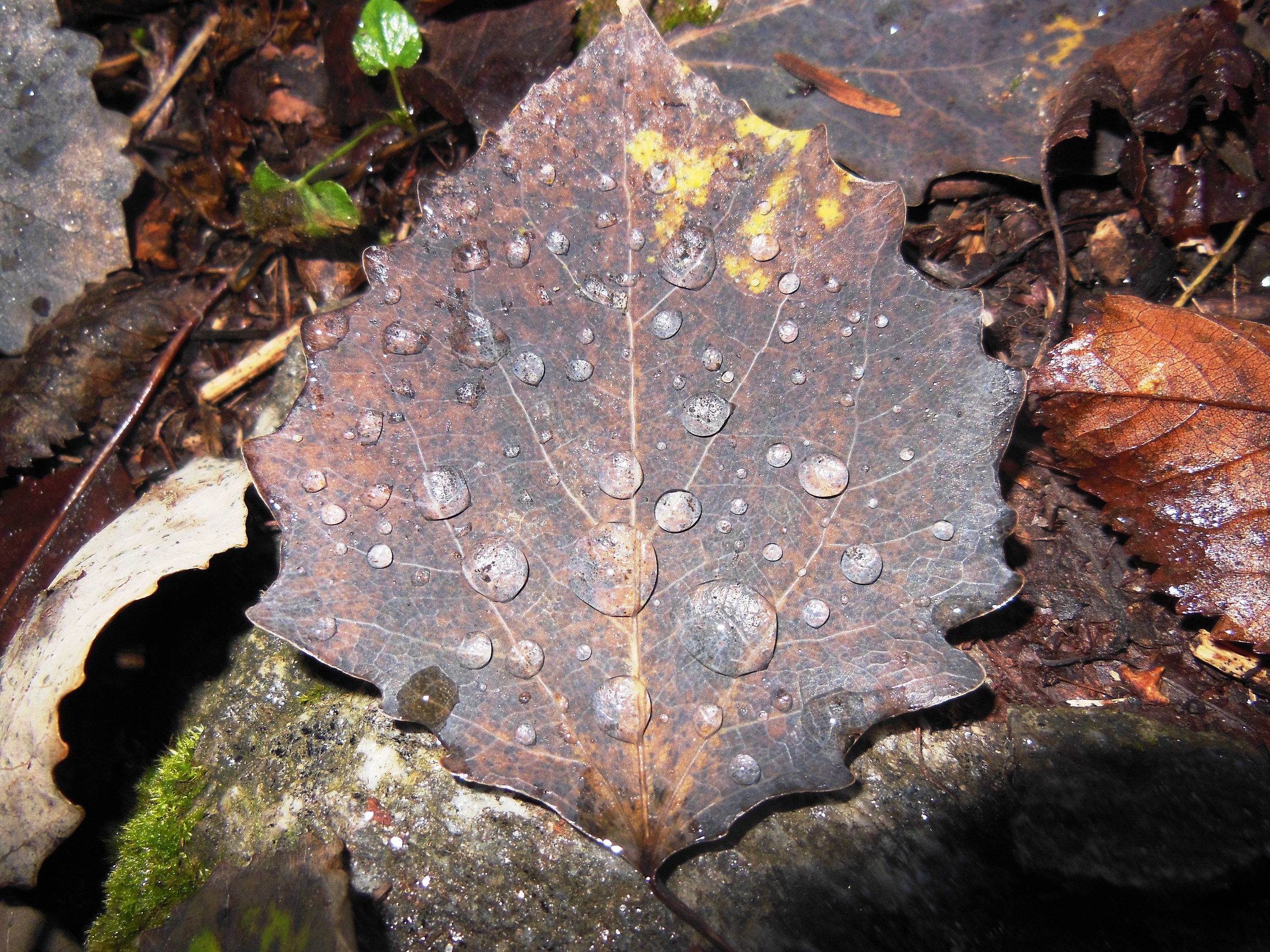 .....autunno cadono le foglie....