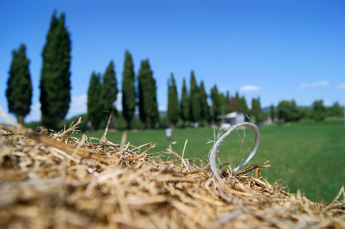 hay in the green