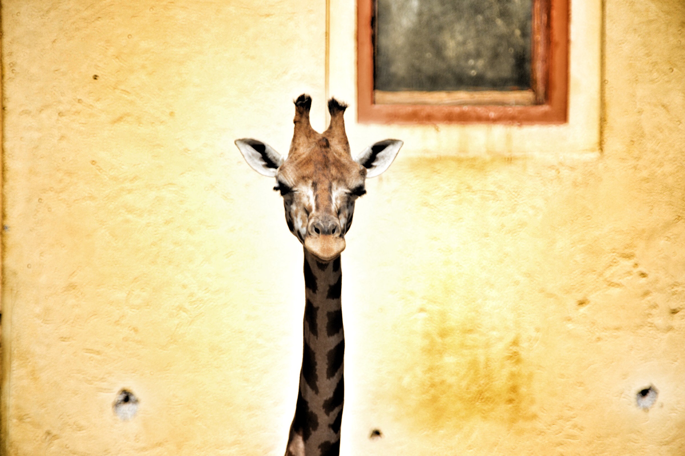 Giraffe