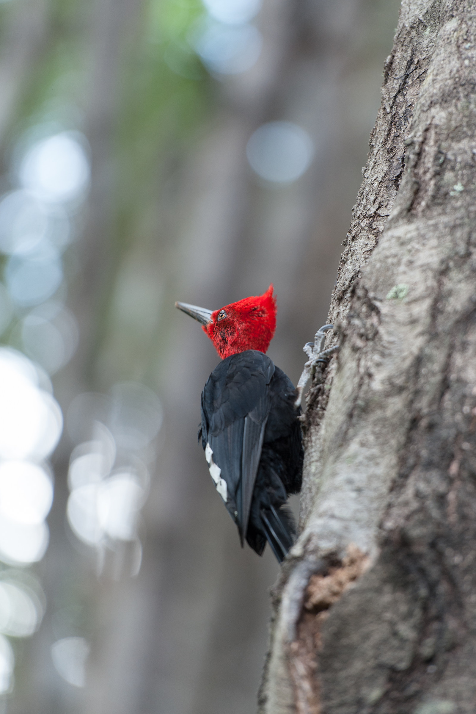 Picchio di Magellano.