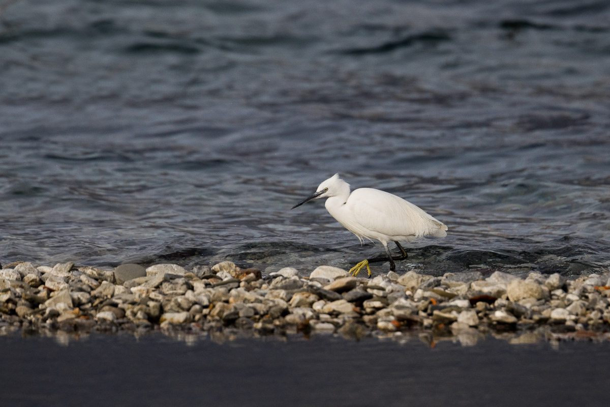 Egret walking by the lake ...