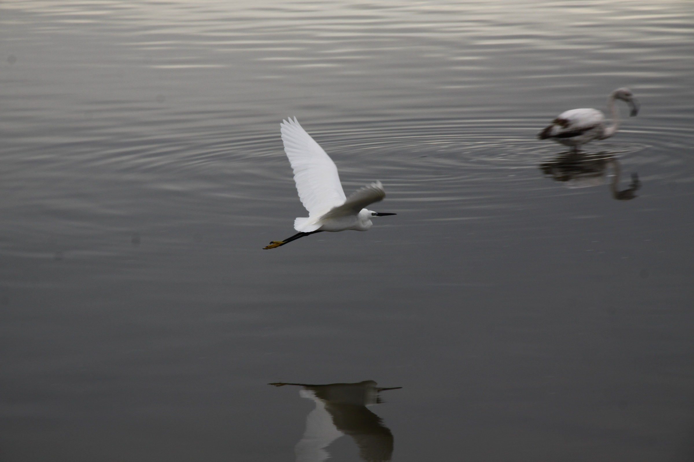 Natural Park Molentargius