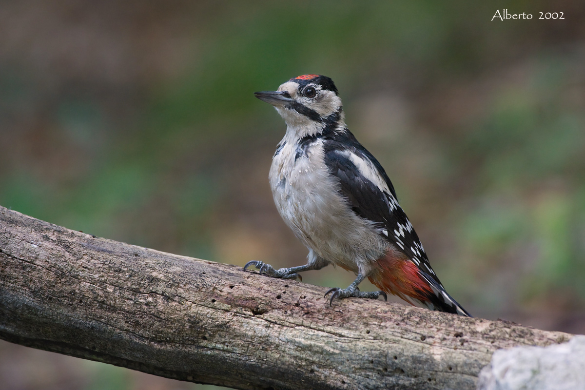 woodpecker