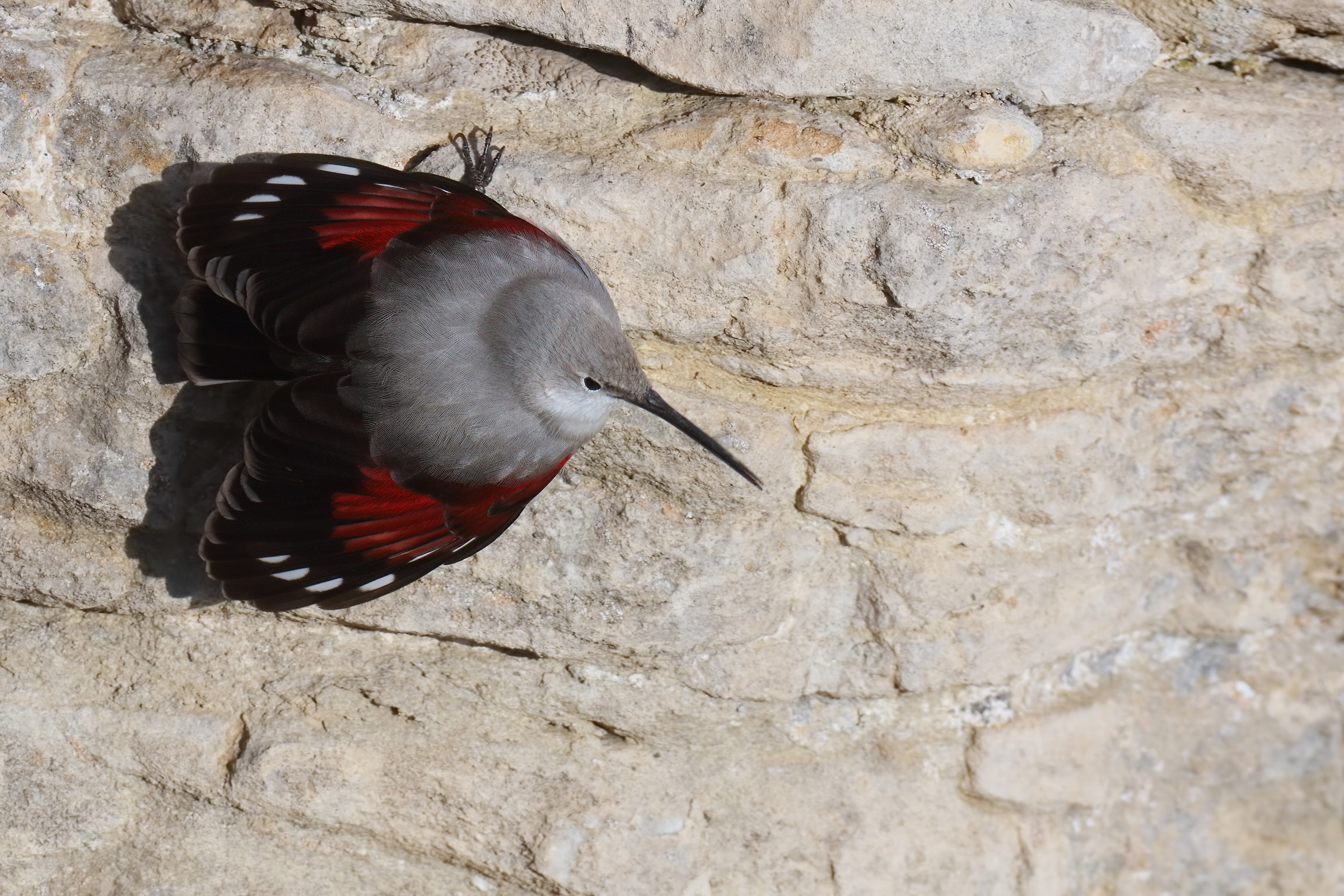 wallcreeper